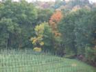 Right outside of Gays Mills, Wisconsin is a fantastic apple orchard with trees nestled in between the valleys. A great time to visit is early October.
