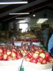 Apples everywhere in Gays Mills apple orchard. 