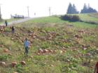 At the apple orchard, you can also pick out your own pumpkin for Halloween.