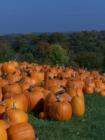 Pumpkins are lined up for the picking at an apple orchard outside of Prairie du Chien.