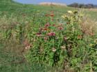 The last of some wild flowers, grown by the owner of the apple orchard, are blooming. The add a special little color punch next to the dried corn stalks.