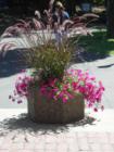 Flowers Fill Downtown Spokane with Color!