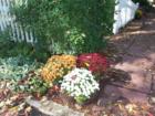 Fall mums on the grounds of the 1860 House, Montgomery Township, NJ
