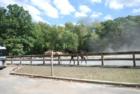 Bring carrots if you decide to check out the stables.  They offer riding lessons to horse lovers of all ages.