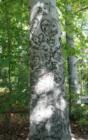 This tree is near a favorite make out spot.  If you and your sweetie want to carve your initials in it, you'll need to bring a ladder.