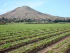 This photo of newly sprouted cabbage was taken in early October.  In most areas of the country it is harvest time.  Here in Las Cruces, we grow nearly year-round.  In the background is Picacho Peak.