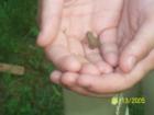 Tree Frog