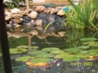 Pond