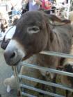 Massapequa, Long Island, New York Fair in Oyster Bay Township
      A petting zoo with lots of lovely animals
      