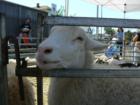 Massapequa Fair, Long Island, New York in Town of Oyster Bay. October, 2007
      This animal is definitely NOT camera shy.