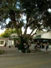 Mount Dora. Art & Crafts Festival Series. #28