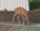 At the neighborhood meetings, deer roaming through the streets is a major concern, for the gardens and for the deer.