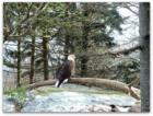 Bald Eagle at Grandfather Mountain
