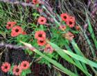 wildflowers growing by the side of the road in upcountry Maui