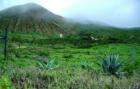 Old ranch in Ulupalakua area of Maui