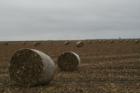 After harvesting corn some farmers bail the remaining stocks and corn that fell to the ground and it is used as feed in the Fall and Winter.
