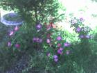 Ken Cook's Tranquil Garden in Marietta, Georgia.