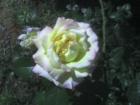 Ken Cook's Tranquil Garden in Marietta, Georgia. Award winning rose!