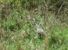 Turkeys in the Loess Hills State Forest