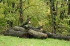Logs are harvested from the state forest every year.  These were harvested early an appear to be victims of a wind storm.