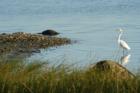 Egret at Tod's Point