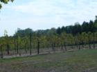 Unicorn Winery...Jeffersonton...