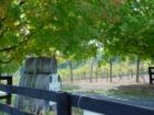 Unicorn Winery..Jeffersonton Virginia ....Vinyards