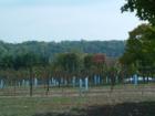 View across the vineyards of Unicorn Winery, located in Jeffersonton, Virginia