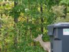 Wild life is abundant in South Wales