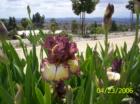 Yucaipa's Flower the Iris at the top of Flaghill Park with a view of the city in the background