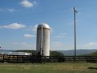 Farm in Berryville, Clarke County, Virginia.  Urban area with horse farms, cattle and corn fields.  