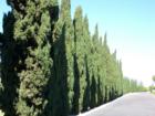 Beautifil Italian Cypress Tree Lined street along the side of the Carmel Mountain Country Club