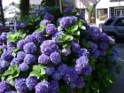 The official bush of Chatham!