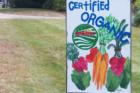 Hollis NH - fresh organic produce at local farm
      (c) 2007 Joan Whitebook