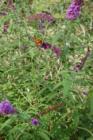 Butterfly among flowers in Goffle Brook Park.
