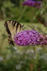 Close shot of butterfly at Goffle Brook Park in Hawthorne NJ.
