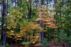 Nashua - Autumn in Nashua
      (c) 2007 Joan Whitebook