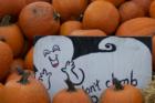 Hollis -- Pick your own pumpkins
      (c) 2007 Joan Whitebook