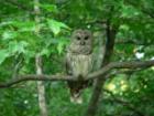 Barred Owl