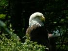 Bald Eagle at Grandfather