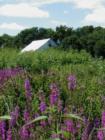 Barn and flowers