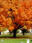 Old Maple