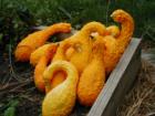 Golden Harvest