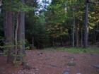 Bellamy Woods