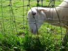 Emery Farm Petting Zoo