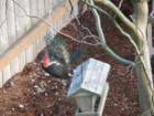 Feeding our featherd friends