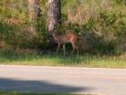 Deer in Driftwood Estates