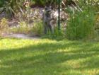 Raccoon and bird feeder in Driftwood Estates