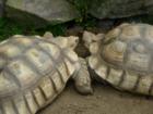 Turtle love at York Wild Animal Park