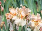 The Irish Garden in Upper Montclair, is an exquisite site in Spring, is considered a landmark and is visited by thousand of people every year.